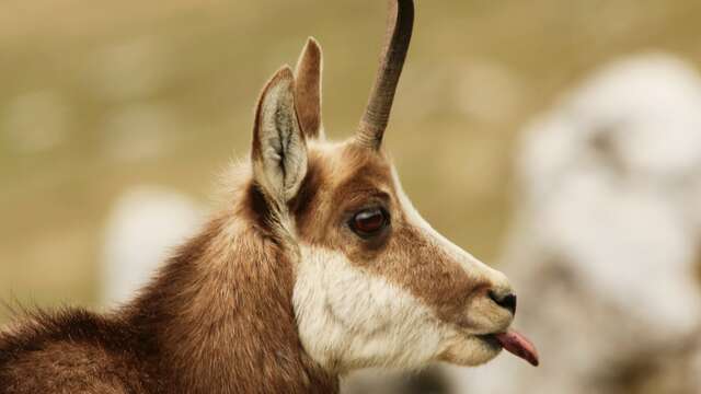 Sur les traces des chamois