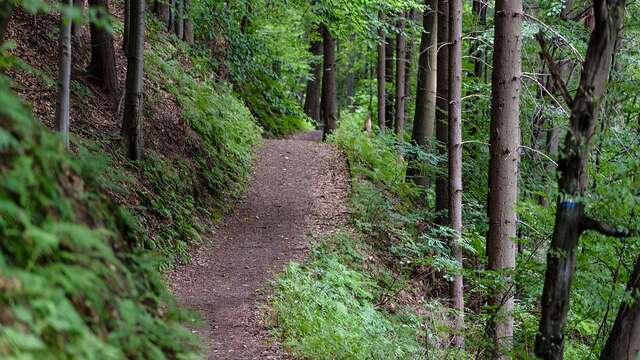 La combe Oternaud et le bois de Sizay