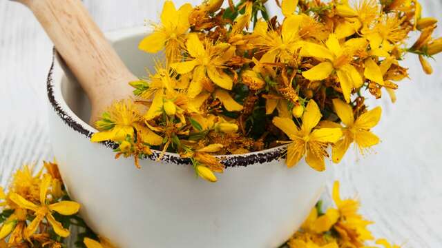 Découverte des plantes médicinales
