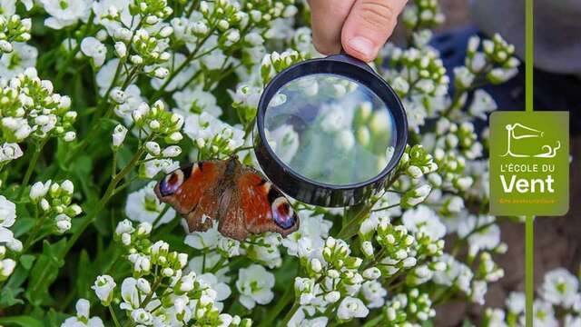 Les papillons à la loupe - Exploration