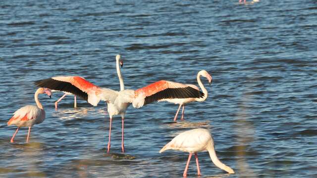 Observation des oiseaux au Salin des Pesquiers avec la LPO