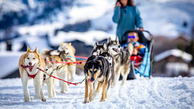 Balade en chiens de traineau avec White Forest