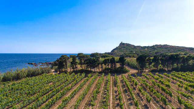 Domaine viticole de l'île des Embiez