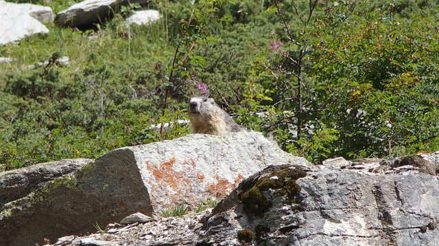 Bureau Montagne : La fabuleuse vie des Marmottes