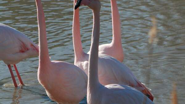 "Ces drôles d'oiseaux"