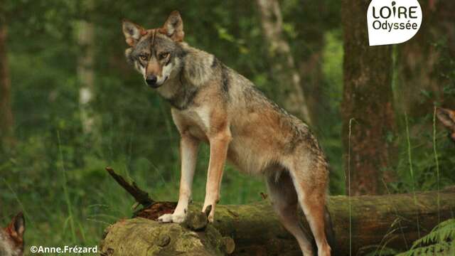 Conférence débat sur la présence du loup en Anjou à Loire Odyssée