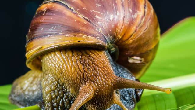 Visite en groupe avec dégustation de La ferme aux escargots