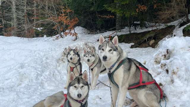 Cani rando hiver - Drecik's Dogs