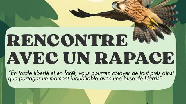 Ontmoeting met een roofvogel