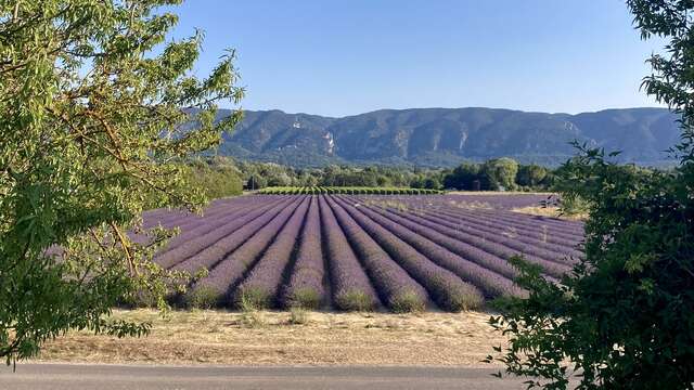 Fahrrad- & Wanderausflüge mit Apiflow