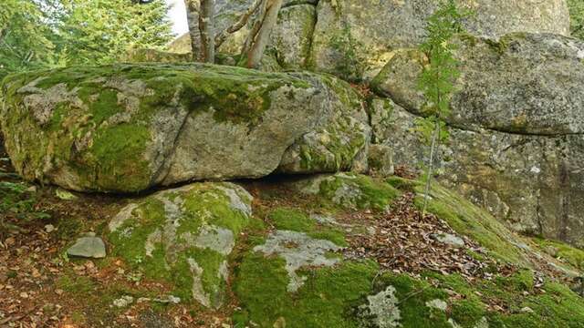 T52 - La Roche Druidique