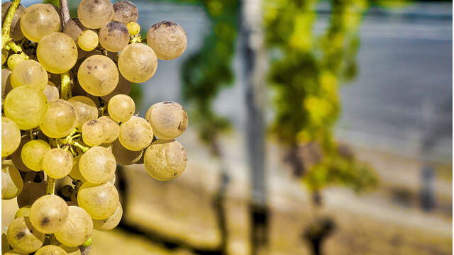 "La visite Chasselas et pique-nique du terroir" à la ferme-auberge du Ségalou