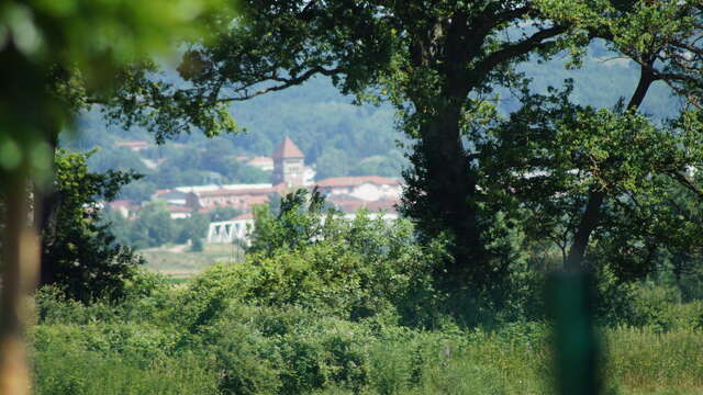 Sentier Les Pins Montagne