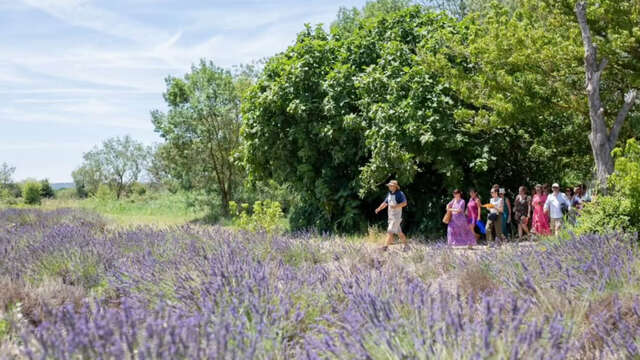 Visites guidées au Mas en Provence