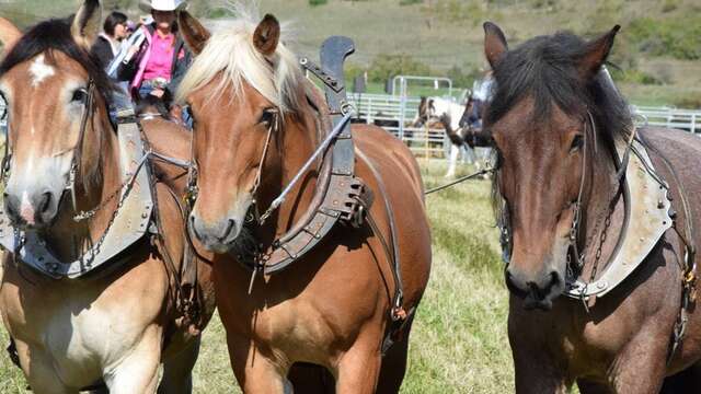 Festival of the Horse