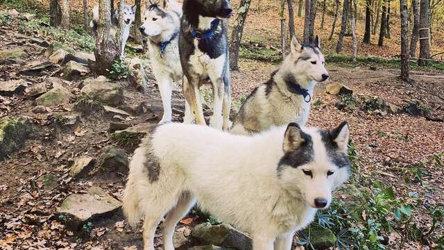 Un été qui a du chien