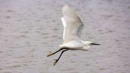 Balade naturaliste : les oiseaux hivernants