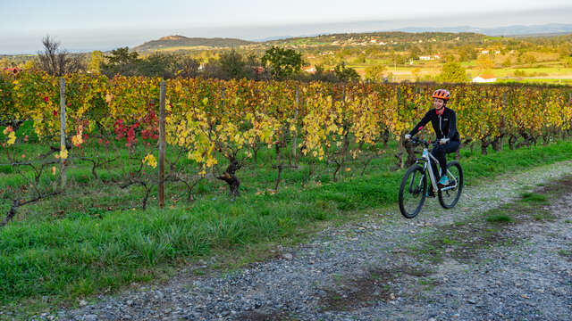 Balade à vélo : Vin, chocolat et patrimoine - Visite guidée