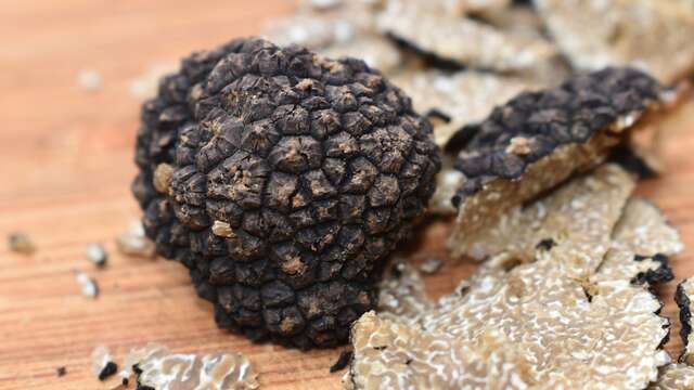 Balade nature : La truffe, un diamant noir en Provence