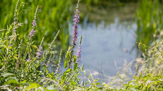Balade : Les canaux du Charran