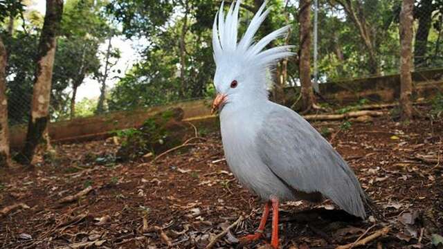 Free visit of the Zoological and Forest Park - Lyvaï