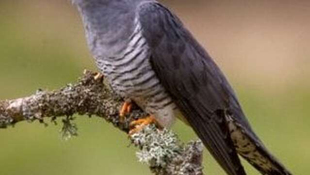 Atelier : Coucou où es-tu ? (6-12 ans) - Maison du Marais de Lavours