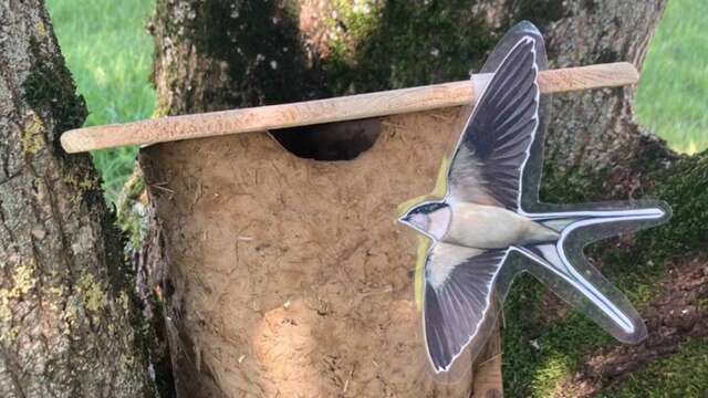 Fabrication d'un nid d'hirondelles