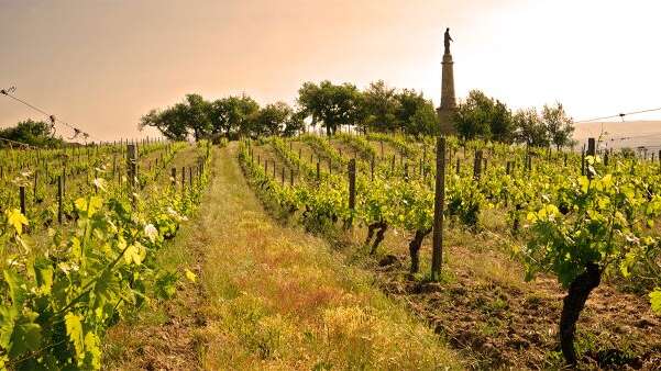 Rando Wine au Domaine Verzier