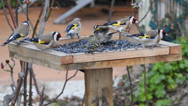 Dimanches aux jardins : observatoire des oiseaux des jardins de la Chartreuse