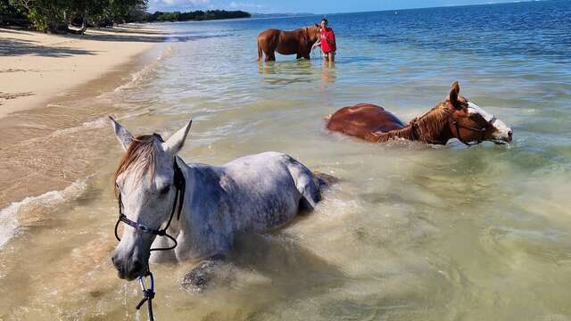 Swimming with Horses in the Sea