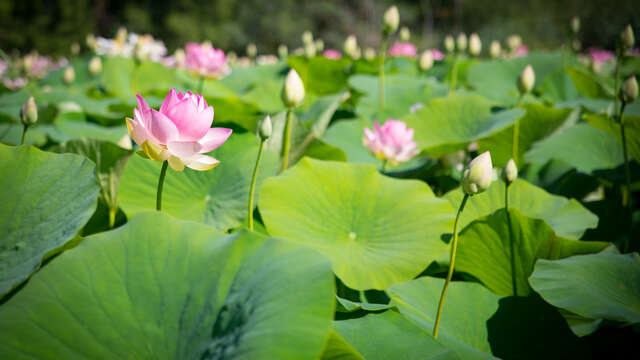 Fuga naturalistica e gastronomica