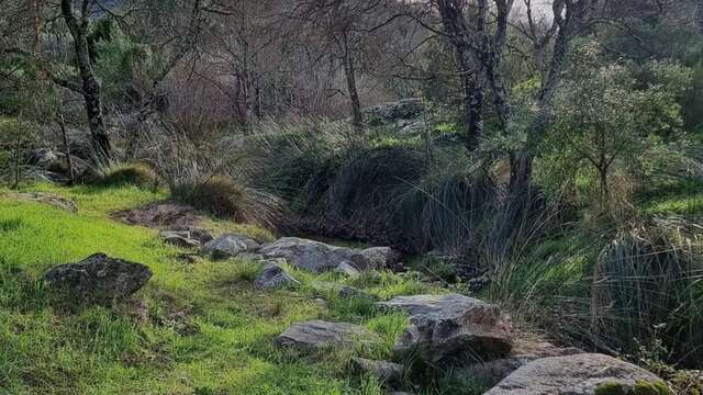 Promenade-découverte : chemins de nature – olivier, qui es-tu ?