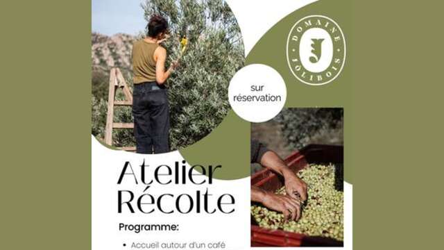 Atelier récolte d'olives au domaine Jólibois