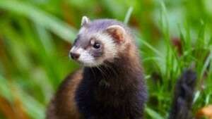 Un bandit dans le marais - Maison du Marais