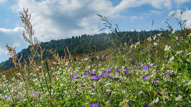 Circuit Trail n°08 : Tour du Rocher de Tourte