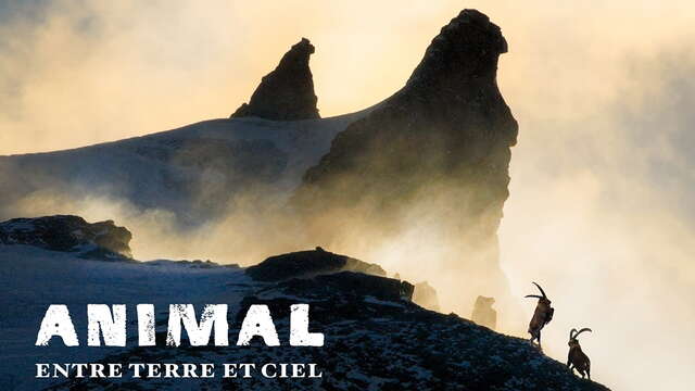 Film Lapied "ANIMAL, entre Terre et Ciel"