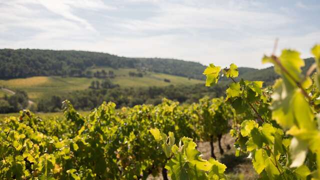Balade dans les vignes et dégustation gourmande - Vins Laurent Bellion