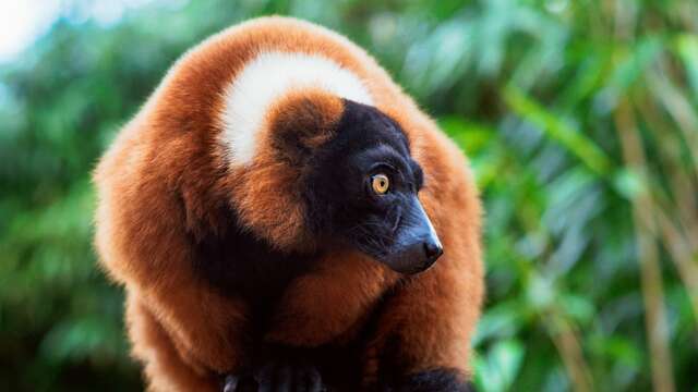 Stage enfant ZOA Team