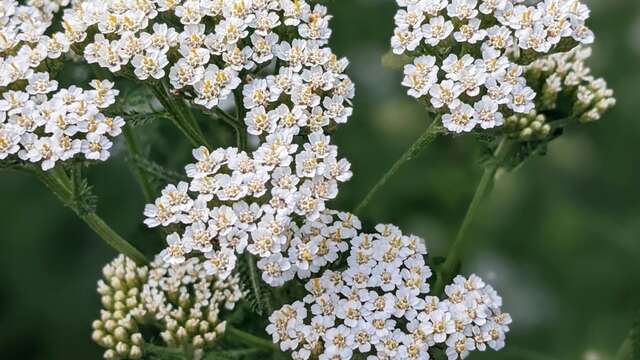 Les Mardis Plantes & Santé - Les Échappées Estivales
