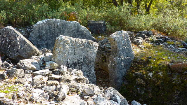 Le bois d'Amon et le domaine de Colbas