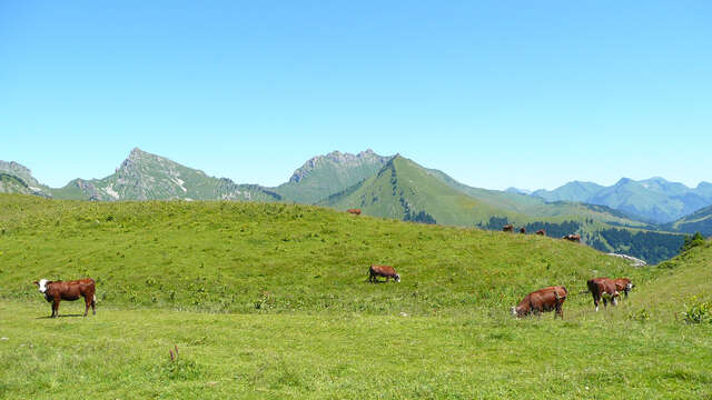 Chalet des Bons Fromages