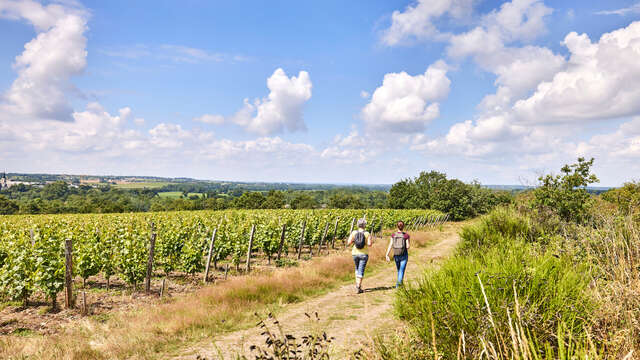 Route des vins - Sur la route du vignoble de l'Aubance