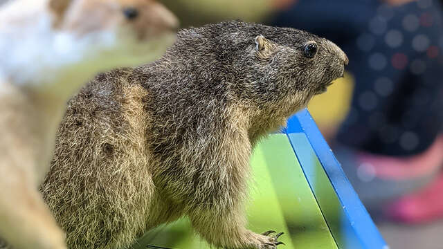Atelier : Animaux de montagne poursuivis par le changement climatique