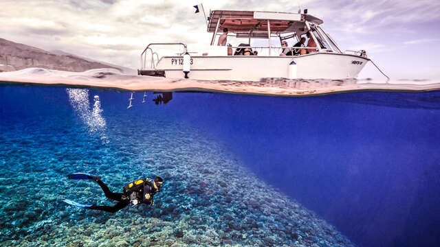 Activiseas Tahiti - Whale watching tour