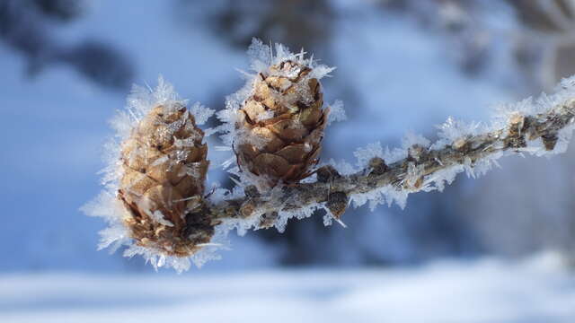 Journée découverte : « Dans la magie de la forêt hivernale » - Au sens de nos pas