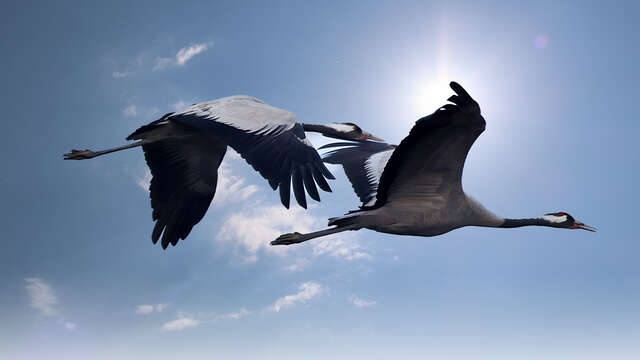 Le lever des grues cendrées