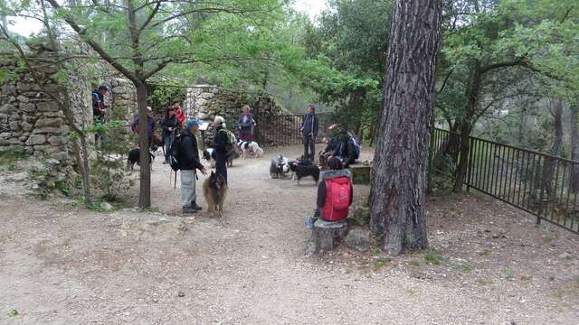 Randonnée avec son chien - Journée