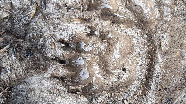 Traces et indices d'animaux – randonnée