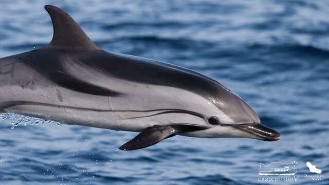 Croisière : Dauphins | La Croix du Sud V