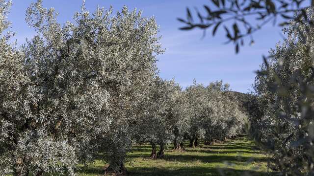 Chemin des Oliviers